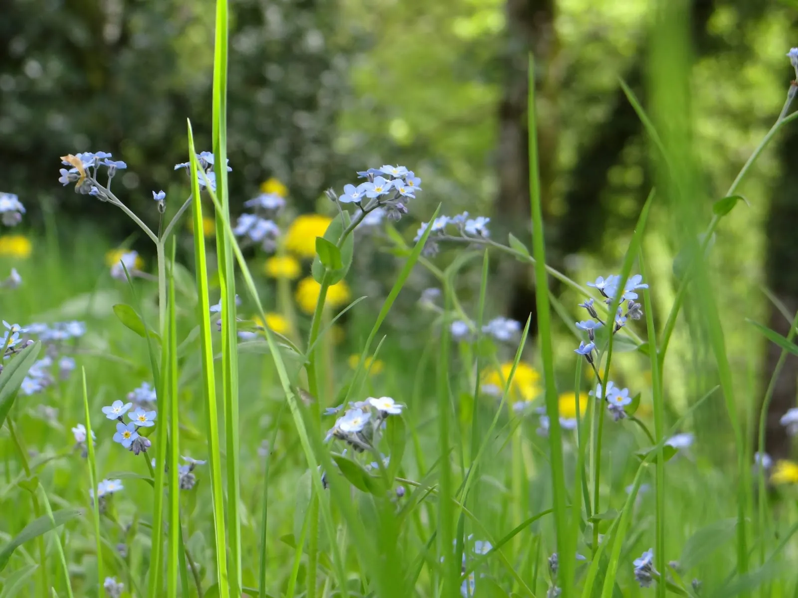 Forget-me-nots flowering in long grass
